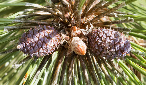 Ponderosa Pine Pinus ponderosa 
