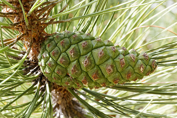 Ponderosa Pine Pinus ponderosa 