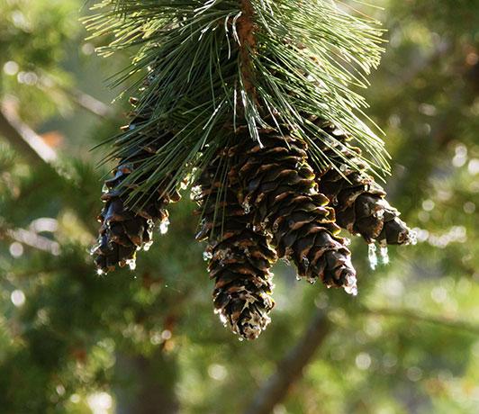 Southwestern White Pine Pinus strobiformis Mexican White Pine  Cones 