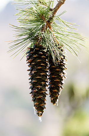 Southwestern White Pine Pinus strobiformis Mexican White Pine  Cones 