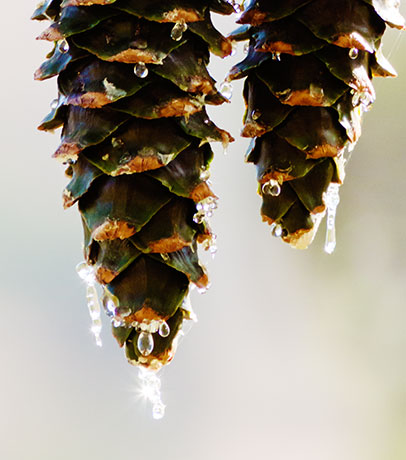 Southwestern White Pine Pinus strobiformis Mexican White Pine  Cones 