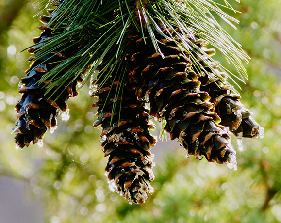 Southwestern White Pine Pinus strobiformis Mexican White Pine  Cones 