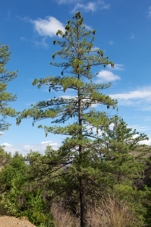 Southwestern White Pine Pinus strobiformis Mexican White Pine  Cones 