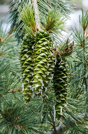 Southwestern White Pine Pinus strobiformis Mexican White Pine  Cones 