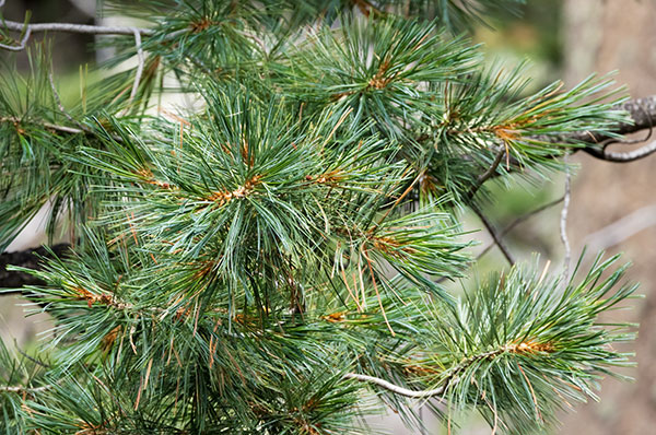 Southwestern White Pine Pinus strobiformis Mexican White Pine  