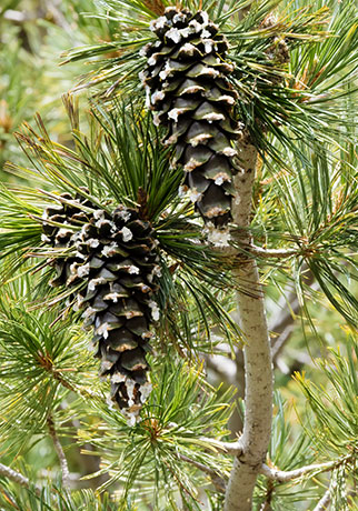 Southwestern White Pine Pinus strobiformis Mexican White Pine  Cones 