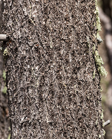 Southwestern White Pine Pinus strobiformis Mexican White Pine  