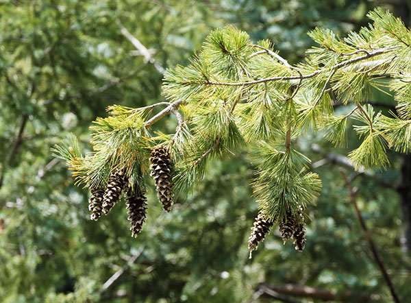 Southwestern White Pine Pinus strobiformis Mexican White Pine  