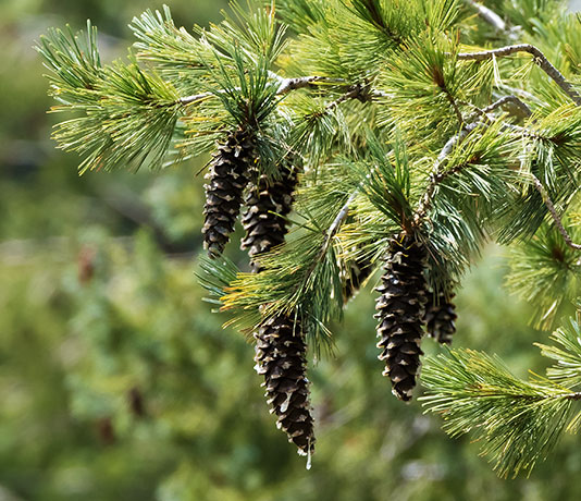 Southwestern White Pine Pinus strobiformis Mexican White Pine  