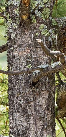 Southwestern White Pine Pinus strobiformis Mexican White Pine  