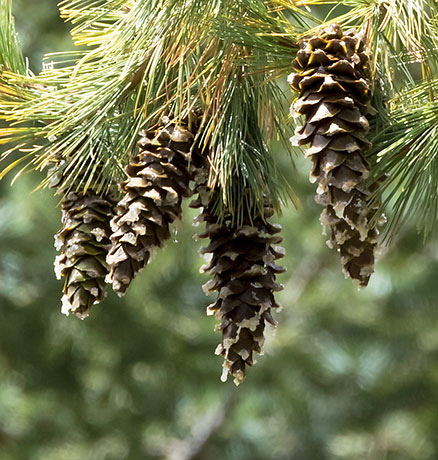 Southwestern White Pine Pinus strobiformis Mexican White Pine  