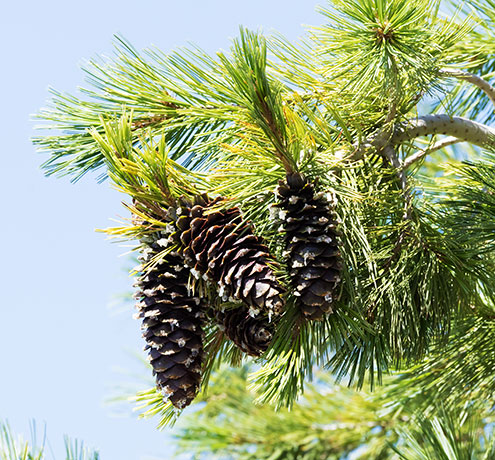Southwestern White Pine Pinus strobiformis Mexican White Pine 