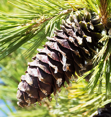 Southwestern White Pine Pinus strobiformis Mexican White Pine 