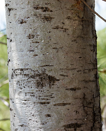 Southwestern White Pine Pinus strobiformis Mexican White Pine 