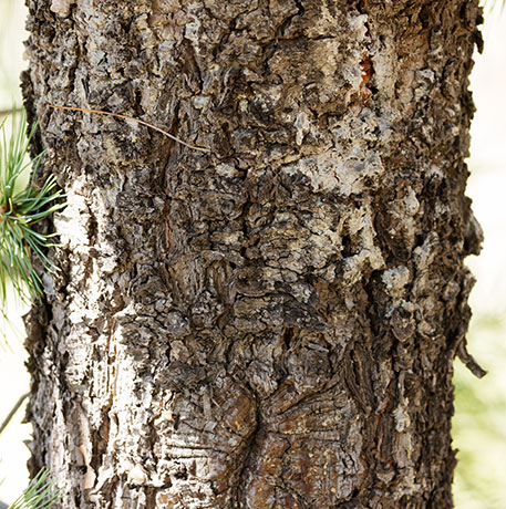 Southwestern White Pine Pinus strobiformis Mexican White Pine 