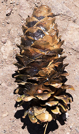 Southwestern White Pine Pinus strobiformis Mexican White Pine 