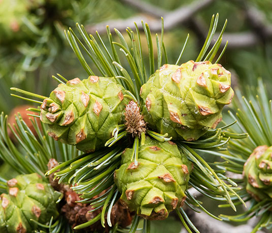Border Pinyon Pinus discolor Mexican Pinyon Pinon Pine Cones 