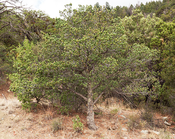 Border Pinyon Pinus discolor Mexican Pinyon Pinon Pine Cones 
