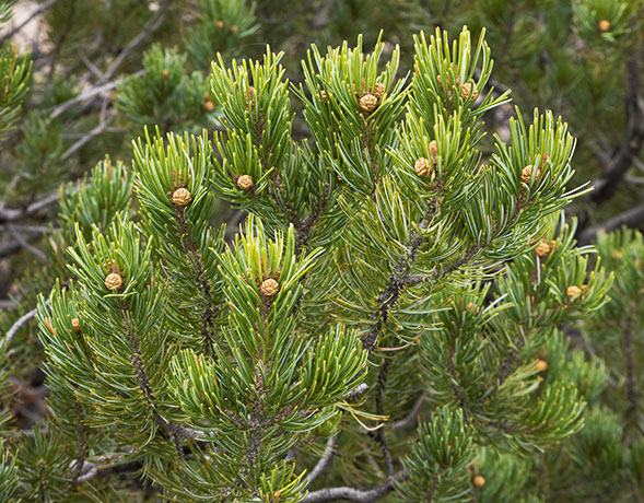 Border Pinyon Pinus discolor Mexican Pinyon  