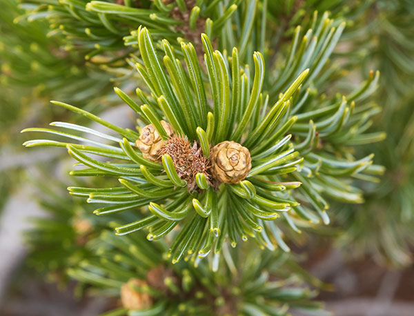 Border Pinyon Pinus discolor Mexican Pinyon  