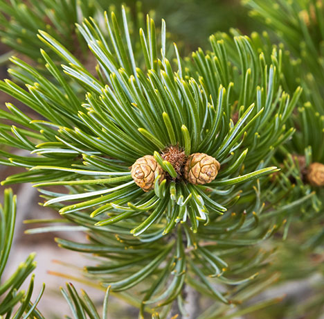 Border Pinyon Pinus discolor Mexican Pinyon  