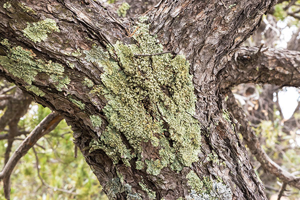 Border Pinyon Pinus discolor Mexican Pinyon  