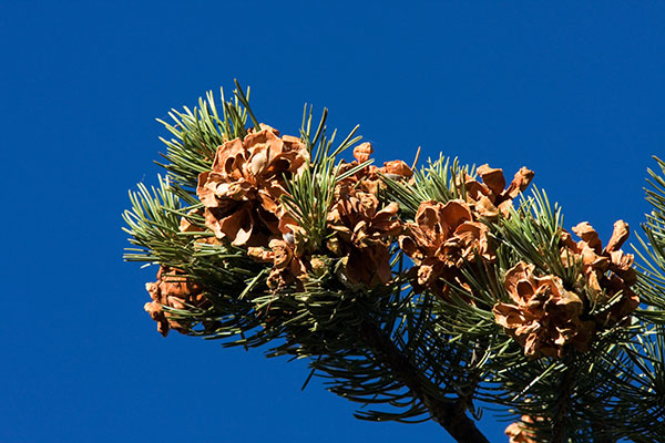 Pinyon Pine Pinus edulis Pinon Pine Cones 
