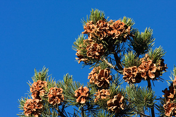 Pinyon Pine Pinus edulis Pinon Pine Cones 
