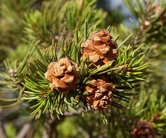 Pinyon Pine Pinus edulis Pinon Pine Cones 