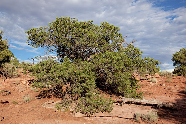 Pinyon Pine Pinus edulis Pinon Pine Cones 