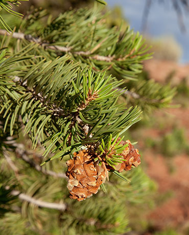 Pinyon Pine Pinus edulis Pinon Pine Cones 