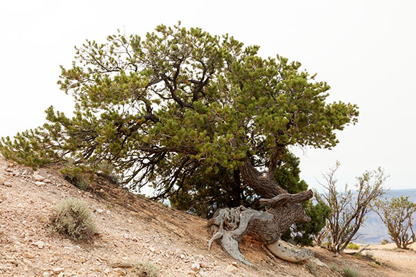 Pinyon Pine Pinus edulis Pinon Pine Cones 