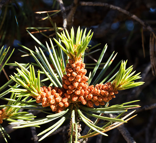 Pinyon Pine Pinus edulis Pinon Pine Pollen Cones 