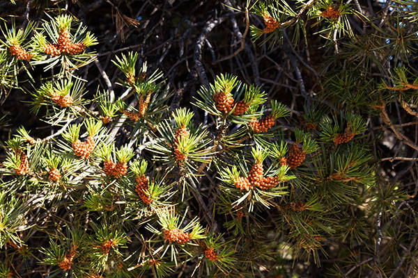 Pinyon Pine Pinus edulis Pinon Pine Pollen Cones 