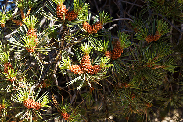 Pinyon Pine Pinus edulis Pinon Pine Pollen Cones 