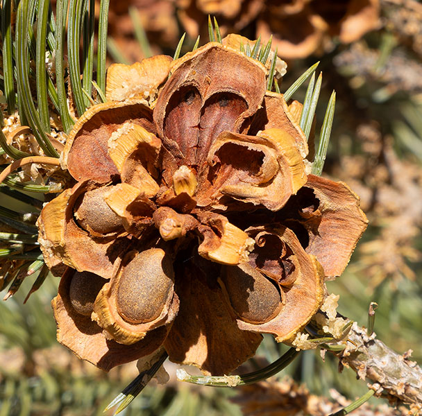 Pinyon Pine Pinus edulis Pinon Pine Cone 