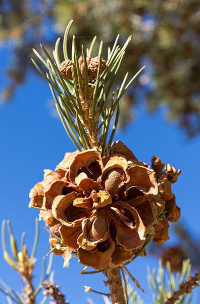 Pinyon Pine Pinus edulis Pinon Pine Cone 