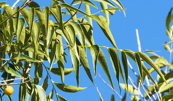 Western Soapberry Sapindus drummondii 