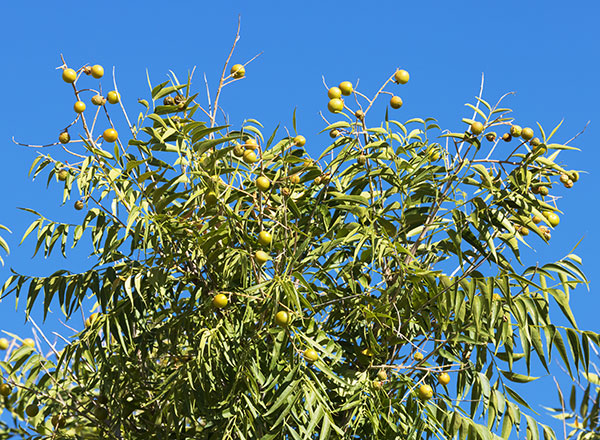 Western Soapberry Sapindus drummondii 
