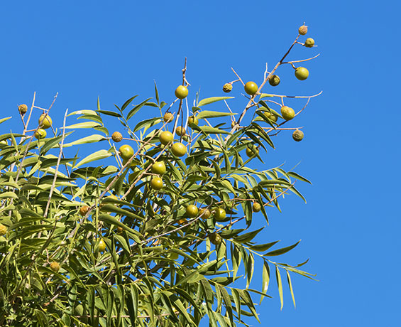 Western Soapberry Sapindus drummondii 