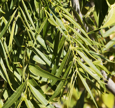 Western Soapberry Sapindus drummondii 