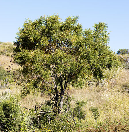 Western Soapberry Sapindus drummondii 
