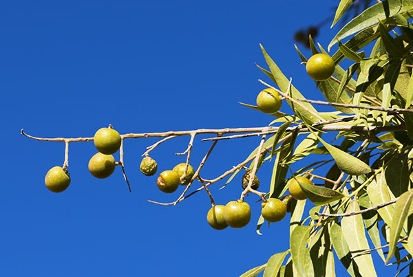 Western Soapberry Sapindus drummondii 