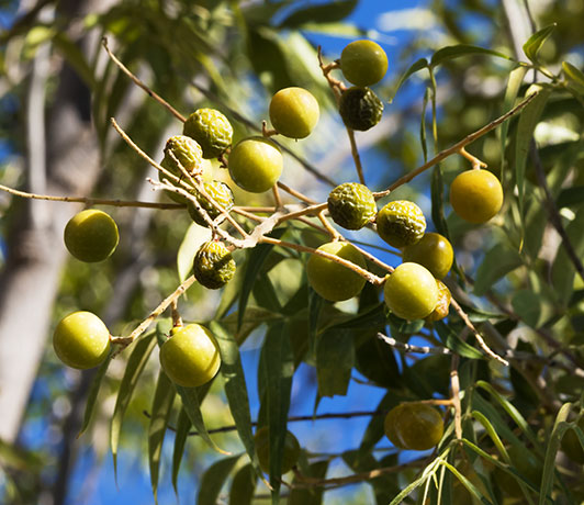 Western Soapberry Sapindus drummondii 