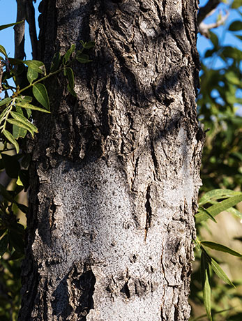 Western Soapberry Sapindus drummondii 