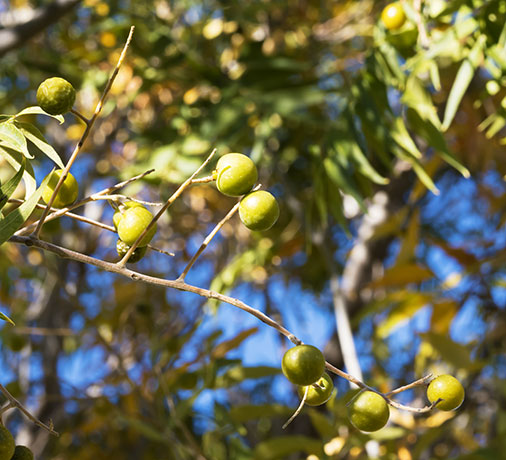 Western Soapberry Sapindus drummondii 