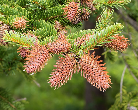 Engelmann Spruce Tree Picea engelmannii 