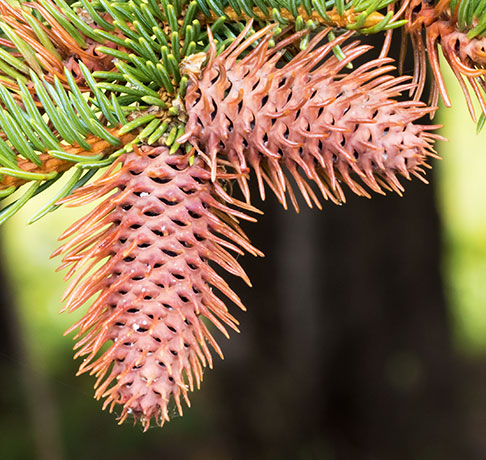Engelmann Spruce Tree Picea engelmannii 