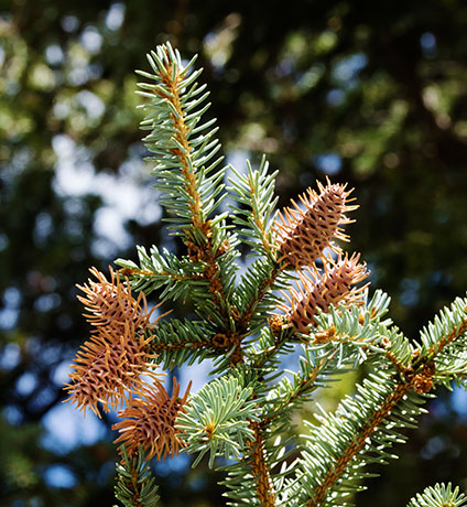 Engelmann Spruce Tree Picea engelmannii 