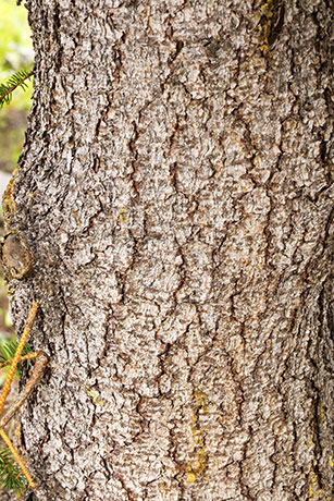 Engelmann Spruce Tree Picea engelmannii 